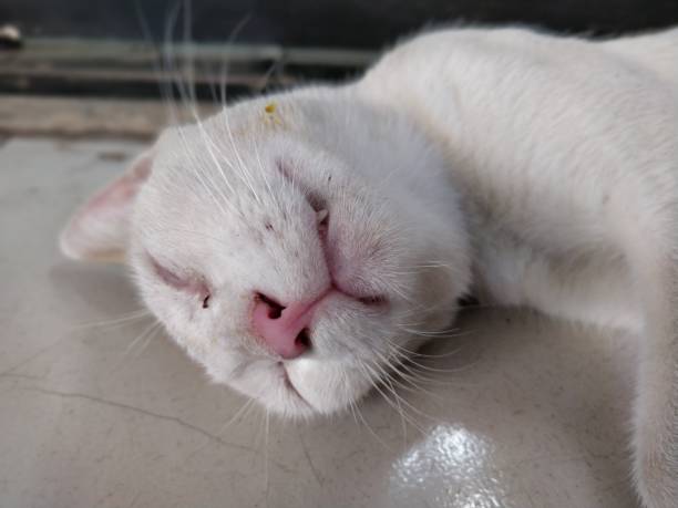 istock Portrait of a Cat 961471368
