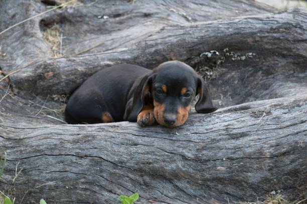 istock a little black puppy 961471646