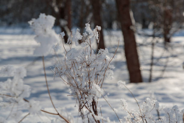 weak and dry branch of a plant with snow.