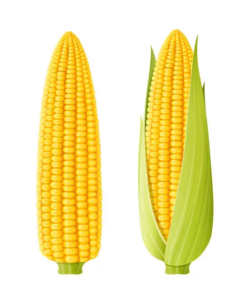 Vector illustration of Corn cob. Organic food.