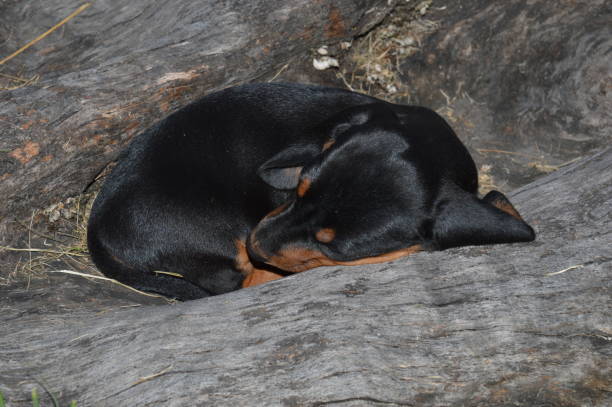 istock a little black puppy 961472520