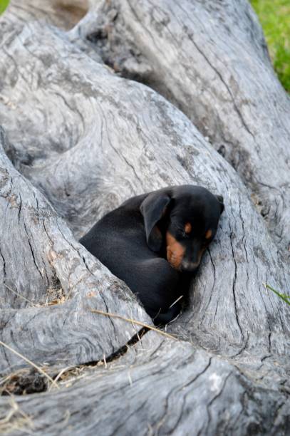 istock a little black puppy 961472580