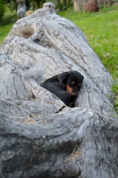 istock a little black puppy 961473044