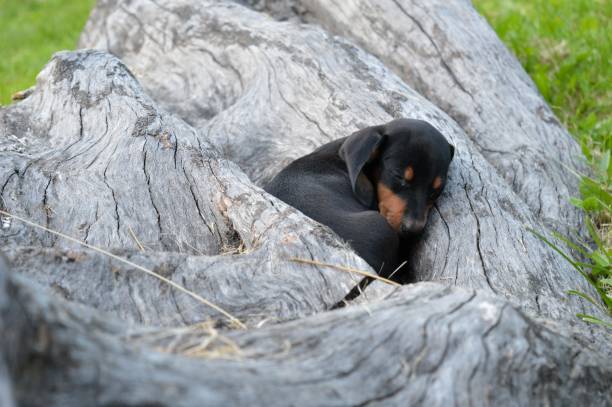 istock a little black puppy 961473048