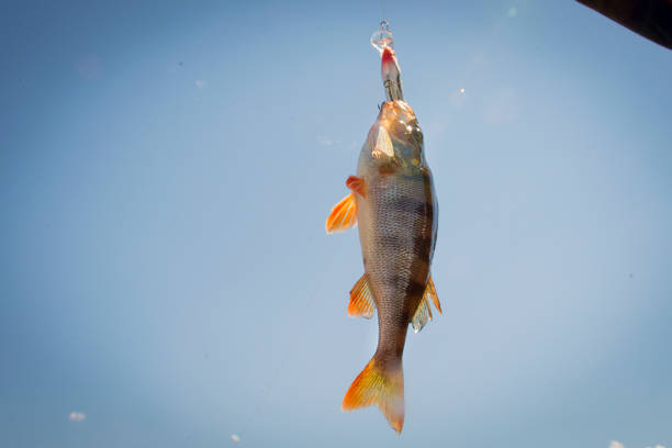 istock Caught bass on a fishing lure. 961477408