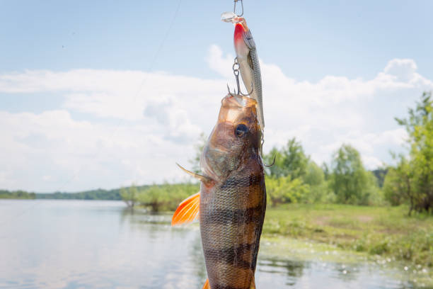 istock Caught bass on a fishing lure. 961477470