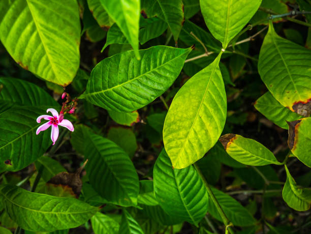 istock Green leaf and the flowers 961478240