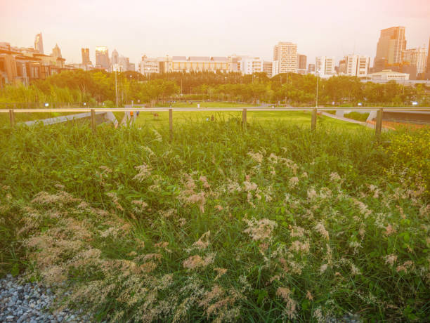 istock Sweet Grass and sunset  in the park 961478920