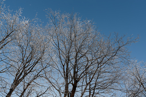 trees with snow on branches against the blue sky.