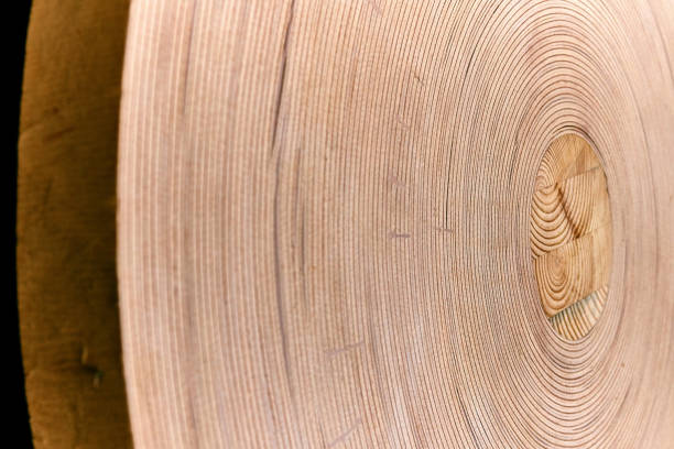istock Flexible plywood rolled into a roll 961481492