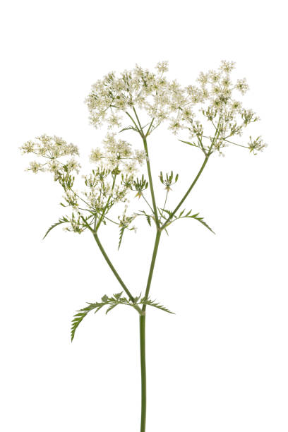 веточка свежей коровьей петрушки - cow parsley стоковые фото и изображения