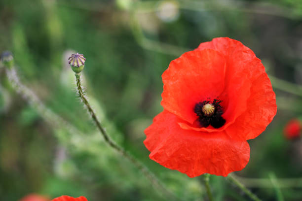 istock Poppy in bloom closeup 961490080