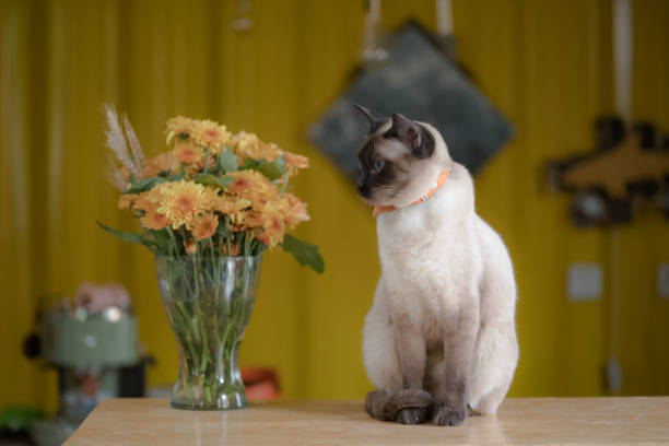 gatto siamese - foto stock