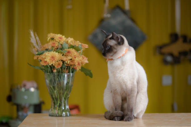 Cтоковое фото сиамская кошка