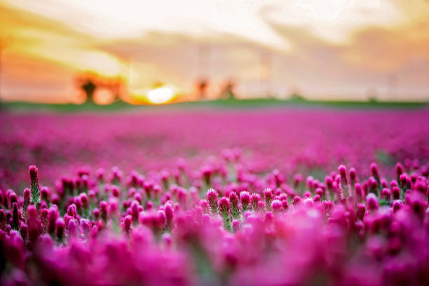 Beautiful landscape over gorgeous crimson clover field on sunset, springtime