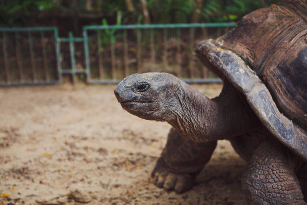 istock Elephant turtle, or Galapagos turtle. Chelonoidis nigra 961496932