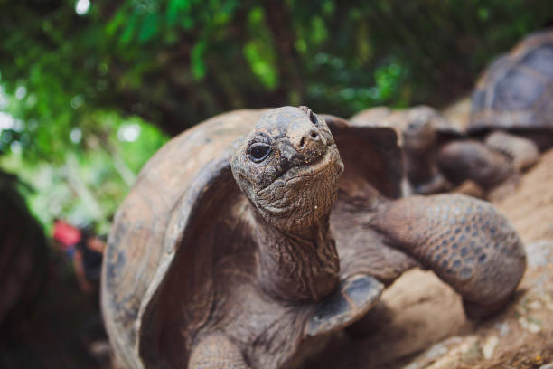 Elephant turtle, or Galapagos turtle. Chelonoidis nigra