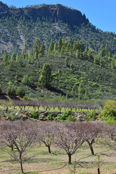 istock Almond grove, Gran Canaria, Spain 961496976