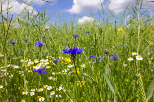 istock cornflower and camille in wheat field 961500418