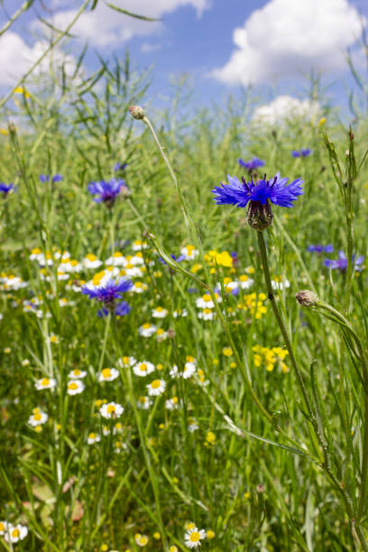 istock cornflower and camille in wheat field 961500474