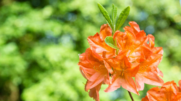 istock Beautiful orange Azalea banner 961504816