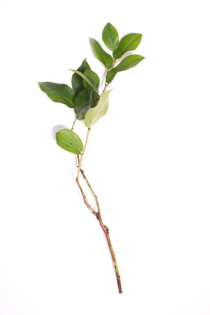 Leaves salal plant isolated on white background