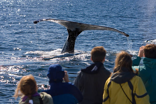 observation des baleines - cape cod national seashore photos et images de collection