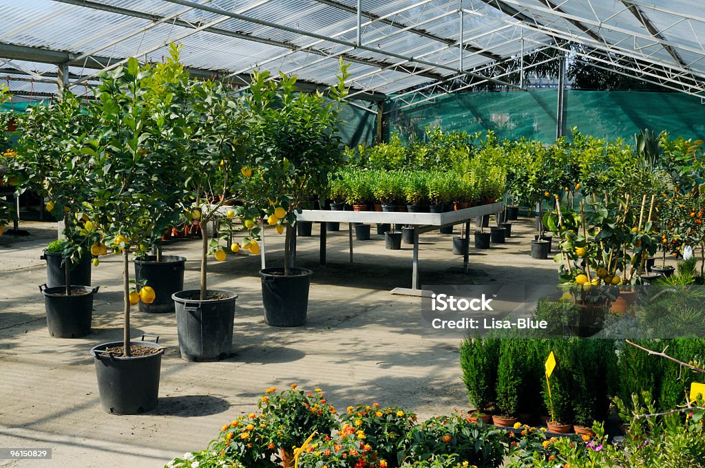 Greenhouse con árboles de limón - Foto de stock de Invernáculo libre de derechos