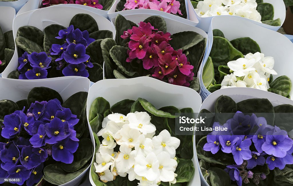 Magasin de fleurs - Photo de Arbre en fleurs libre de droits