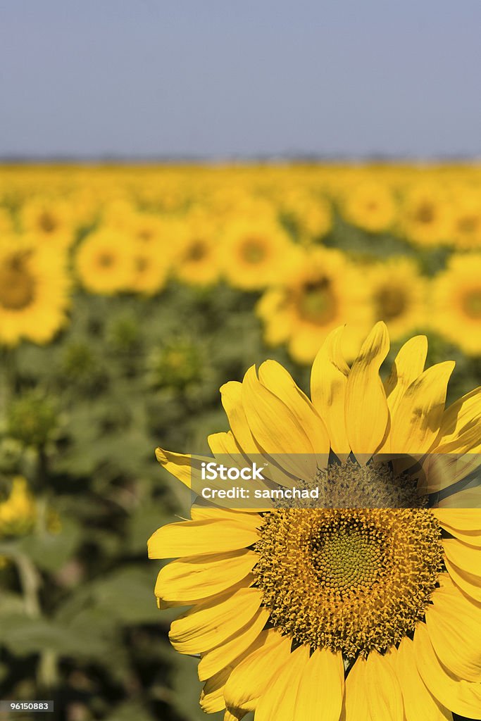 Campo de Sunflowers - Royalty-free Girassol Foto de stock