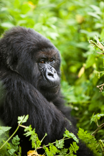 A female gorilla with her baby, part of a group of the last Mountain Gorillas (gorilla beringei beringei) in Parc National des Volcans, Rwanda.