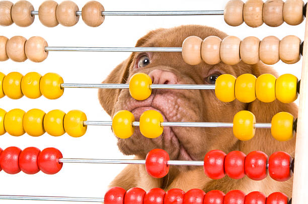 Puppy learning to count stock photo