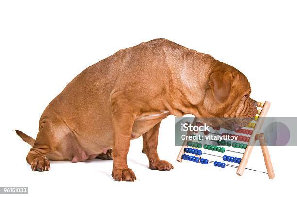 犬の経理 - 犬のストックフォトや画像を多数ご用意 - 犬, 会計, 電卓