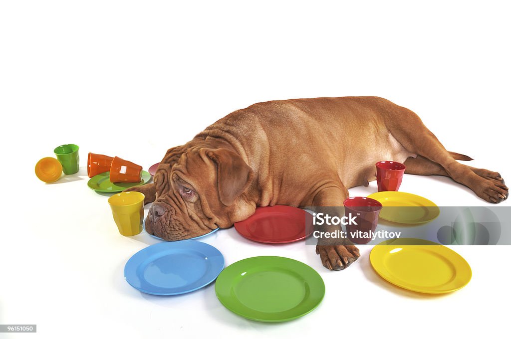 Cane sdraiato/tra i piatti e tazze - Foto stock royalty-free di Affamato