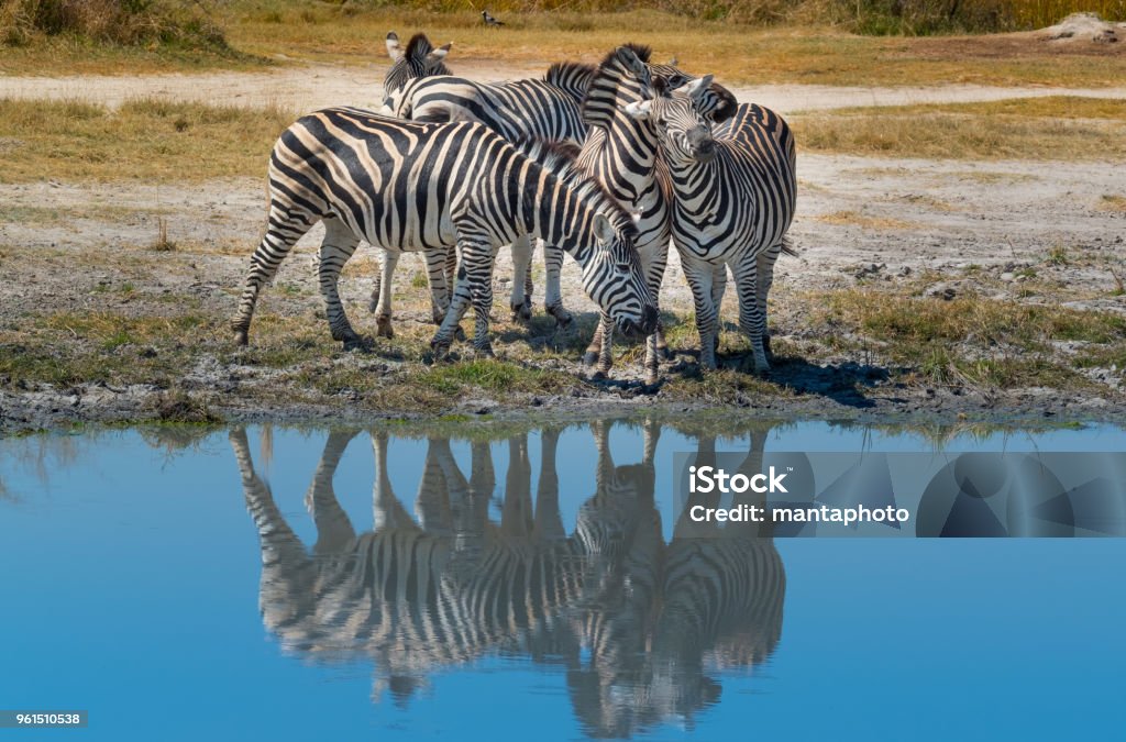 Zebre in natura - Foto stock royalty-free di Parco Nazionale del lago Manyara