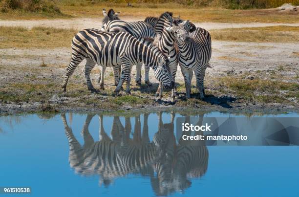 Zebras In The Wild Stock Photo - Download Image Now - Lake Manyara National Park, Botswana, Zebra