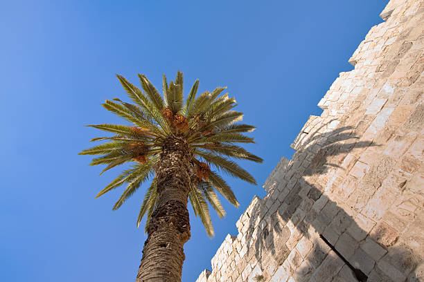 Date palm tree next to the wall stock photo
