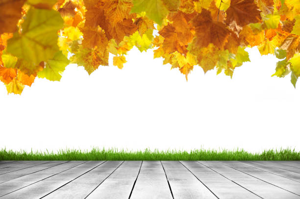 Wooden plank and autumn leave in white background