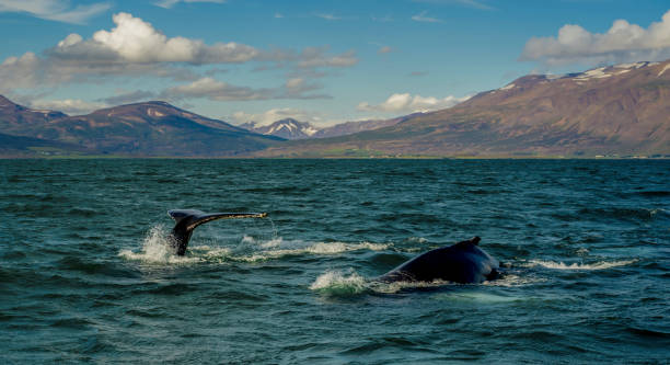 Whales Humpback whales in the waters off Akureyi, Iceland iceland whale stock pictures, royalty-free photos & images