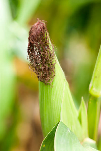 istock Young corn in Guatemala. Zea mays, grain 961517074