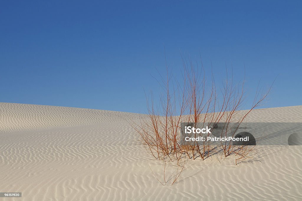 Survie-Plante isolé sur blanc Dune de sable - Photo de Afrique libre de droits