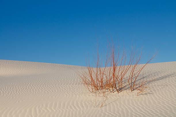 istock Survival - Lone Plant on White Sand Dune 96151920