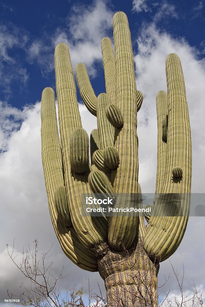 Cactus gigante al Saguaro National Park, Arizona - Foto stock royalty-free di Affilato