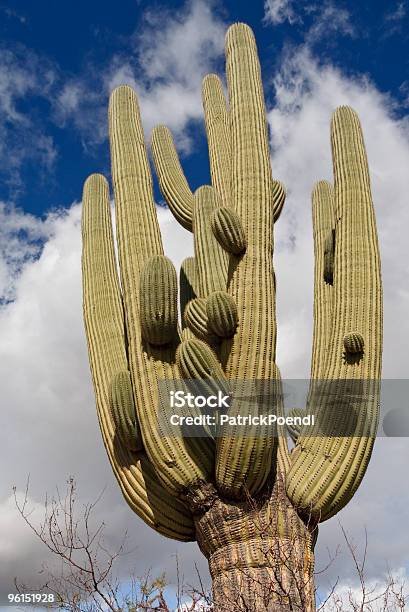 Cactus Gigante Al Saguaro National Park Arizona - Fotografie stock e altre immagini di Affilato - Affilato, Ago - Parte della pianta, Albero