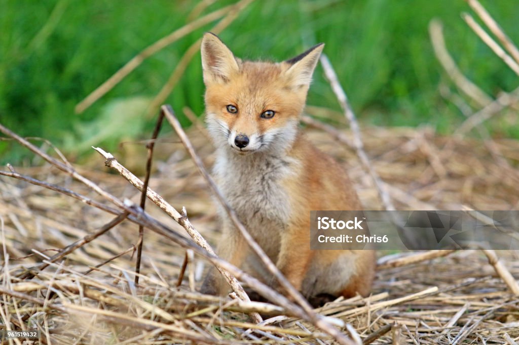 Clever Baby Spring Fox Stock Photo - Download Image Now - Animal, Animal  Hair, Animal Wildlife - iStock
