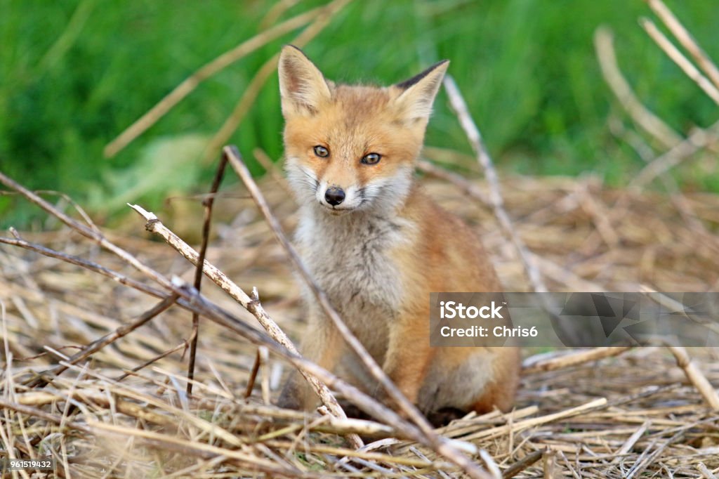 Clever Baby Spring Fox Stock Photo - Download Image Now - Animal, Animal Hair, Animal Wildlife - iStock Clever Baby Spring Fox Stock Photo - Download Image Now - Animal, Animal Hair, Animal Wildlife - iStock