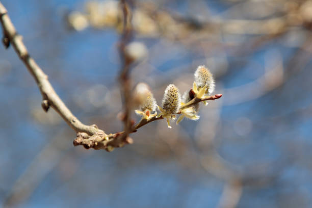 istock willow branch in the spring in the daytime 961523336