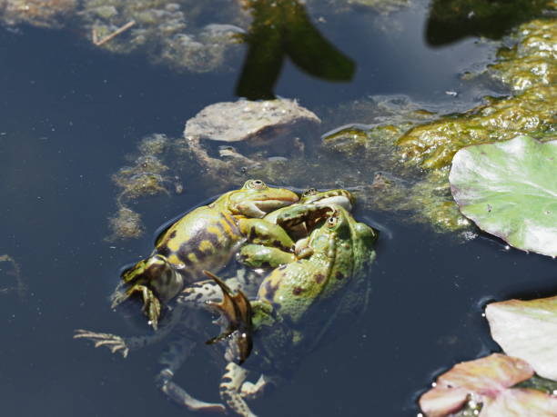 teichfrösche kämpfen um weibchen - grenouilles se battre pour les femmes - lily pond photos et images de collection