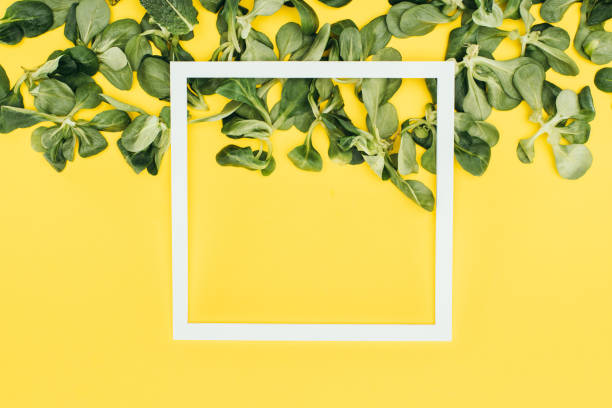 istock blank white frame and green leaves on yellow 961529392