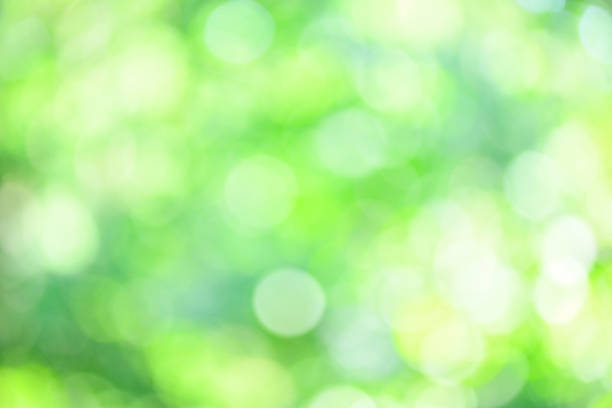 istock Lush, Green, natural Bokeh background 961540264